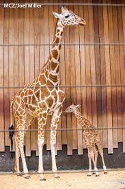 Baby Giraffe Born To Marlee At The Milwaukee County Zoo Giraffe Baby Giraffe Welcome To The Jungle
