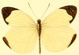 Image result for Annickia lebrunii