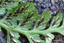 Image result for Asplenium uhligii
