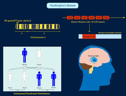 Huntington Disease Genetics Home Reference Nih