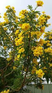 Tropical tree with orange yellow flowers? Yellow Flowering Tree