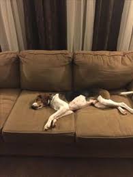 Sand areas that are peeling and spot prime with an exterior latex primer. 43 Best Treeing Walker Coonhounds In Honor Of Harper Ideas Treeing Walker Coonhound Coonhound Walker Coonhound