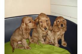 Aber wir alle sind lebewesen erster klasse, auch wenn wir bereits eine geschichte mit uns bringen. Tieranzeigen Cockerspaniel Kleinanzeigen