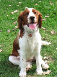 My Beautiful Welsh Springer Spaniel Boy Welsh Springer Spaniel Puppies Springer Spaniel Puppies Welsh Springer Spaniel
