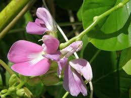 Image result for Canavalia cathartica