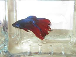 Most Expensive Betta Fish In The World Betta Fish Betta Betta Fish Care