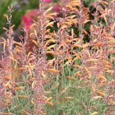 Plantes Vivaces Agastache Rupestris Agastache Rupestre En Vente Pepiniere Lepage