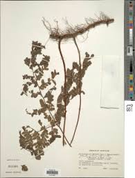 Image result for Triplophyllum protensum