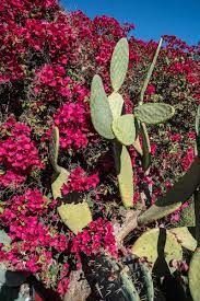 Planting a prickly pear seed gives 170 experience and requires a prickly pear seed to be planted/dipped into a cactus patch using a seed dibber. 68 Cactus Landscaping Ideas That Will Inspire You Garden Tabs