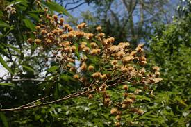 Image result for Vernonanthura polyanthes