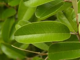 Image result for Capparis citrifolia