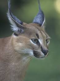 caracal namibia africa kunst sculpturen kunst sculpturen