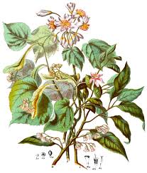 Image result for Cyphia lasiandra