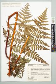 Image result for Histiopteris incisa