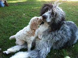Hidden Meadows Standard Parti Poodles Standard Parti Poodle Puppies For Sale California Poodle Dog Poodle Puppies For Sale Puppies