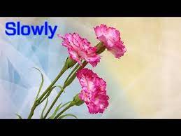 Abc Tv How To Make Carnation Paper Flower 1 Slowly Craft Tutorial Youtube Paper Flowers Paper Flowers Craft How To Make Paper Flowers