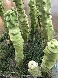 You can grow it as a houseplant or right there in your garden where its. Photo Of The Entire Plant Of Totem Pole Cactus Pachycereus Schottii Monstrosus Posted By Tx Flower Child Garden Org