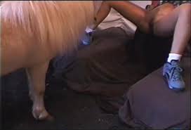 Horse porn