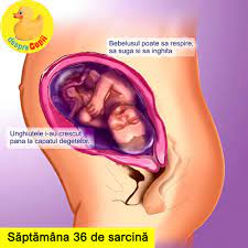 Saptamana 36 De Sarcina Cu Video Desprecopii Com