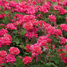 Shop our diverse selection and qualify for free shipping. Rose Double Knock Out White Flower Farm