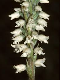 Image result for Triceratorhynchus viridiflorus