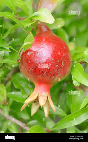 Image result for Punicaceae