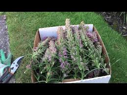 Liatris gives many benefits to friendly fauna in the garden. Gay Feathers Blazing Star Liatris Spicata Deadhead August 9 Youtube