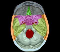 Anatomie des os du crâne