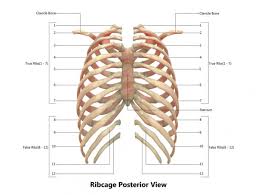 Lateral view of a pair of ribs articulating with the thoracic vertebrae. 5 290 Rib Cage Images Free Royalty Free Stock Rib Cage Photos Pictures Depositphotos