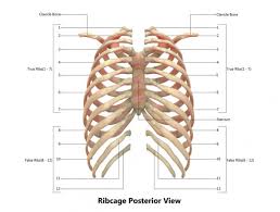 In this image, you will find thoracic vertebrum, costochondral joint, costal cartilage, costal margin, costal arch, thoracic vertebrum, xiphoid process, xiphisternal joint, body, manubrial sternal joint, manubrium, the sternal notch in it. 5 365 Rib Cage Stock Photos Free Royalty Free Rib Cage Images Depositphotos