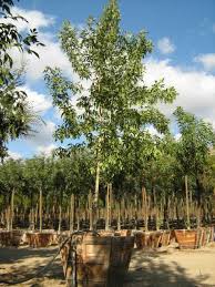 Image result for Fraxinus velutina