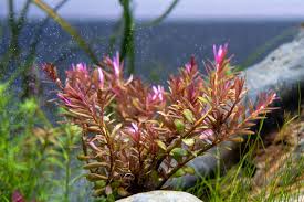 Image result for Rotala fluitans