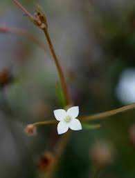 Image result for Oldenlandia herbacea