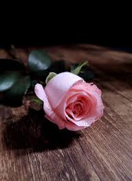 Pin By Tani Rajput On 500px Rose Flower Photos Beautiful Roses Beautiful Flowers
