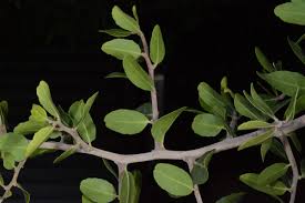 Image result for Mystroxylon