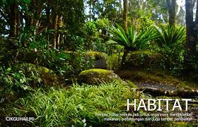 Interaksi antara organisma hidup 1. Saling Bersandaran Antara Organisma Hidup Spesies Populasi Komuniti Habitat Dan Ekosistem
