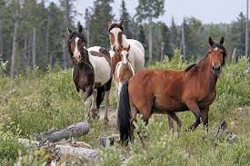 Whoas Reining In Wild Horse Numbers Alberta Farmer Express