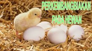 Pernahkah kamu melihat ayam atau burung yang mengerami telurnya? Perkembangbiakan Hewan Ovipar Vivipar Dan Ovovivipar Youtube