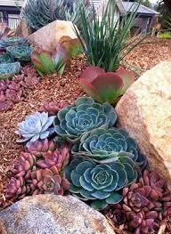 Echeveria Imbricata Blue Kalanchoe Thyrsiflora Flapjacks Graptoveria Vera Higgins Succulent Garden Landscape Succulent Landscaping Rock Garden Landscaping