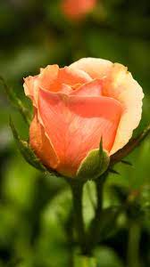 Pin On Flowers