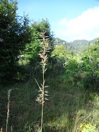 Image result for Cymbopogon caesius