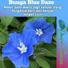 Untuk memenuhi kebutuhan berbagai jenis kebutuhan di rumah anda, tersedia berbagai macam pilihan tanaman hias gantung dengan material, desain & model terlengkap di tokopedia. Harga Bibit Gantung Terbaik Taman Perlengkapan Rumah Juli 2021 Shopee Indonesia