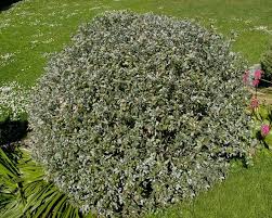 Image result for Podalyria