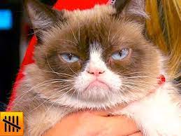 5 Things You Didn T Know About Grumpy Cat Youtube