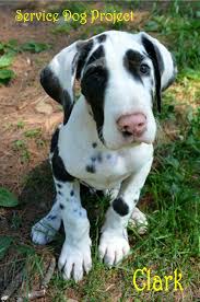 A person or thing of a specified kind. Great Dane Service Dog On Plane