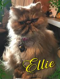 Krl News Reviews Feral Paws Rescue Ellie Cinderella Paws Rescue Animal Rescue Stories Animal Rescue