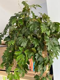 Image result for Rhoicissus