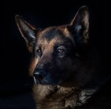 We did not find results for: 600 Best German Shepherd Photos 100 Free Download Pexels Stock Photos