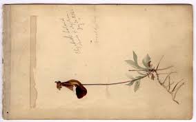 Digitized Sketchbooks Bring Darwin S Beagle Voyage To Life Risunok