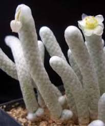 Image result for Tridentea